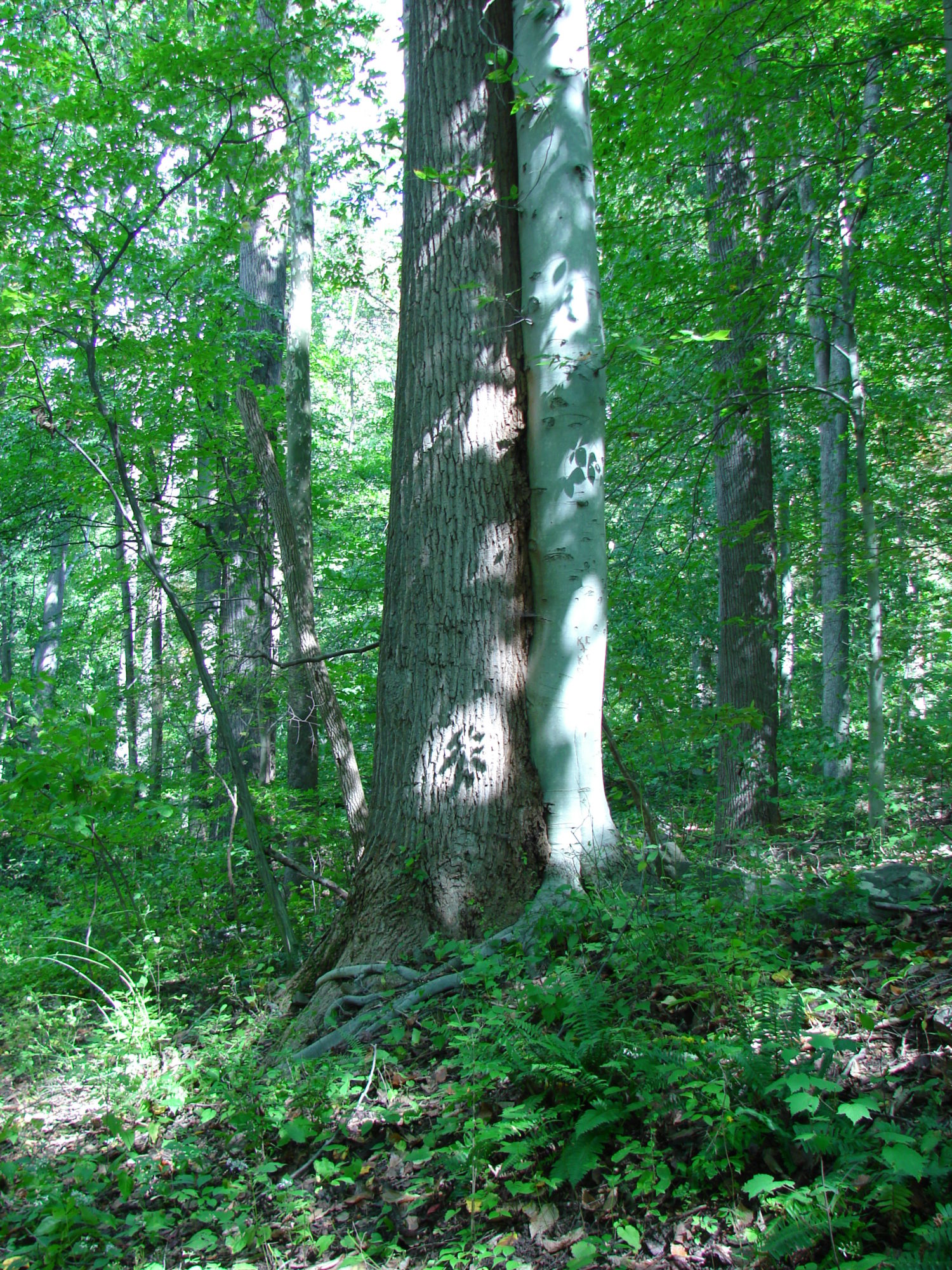 Hugging Trees, Brandywine Creek State Park
