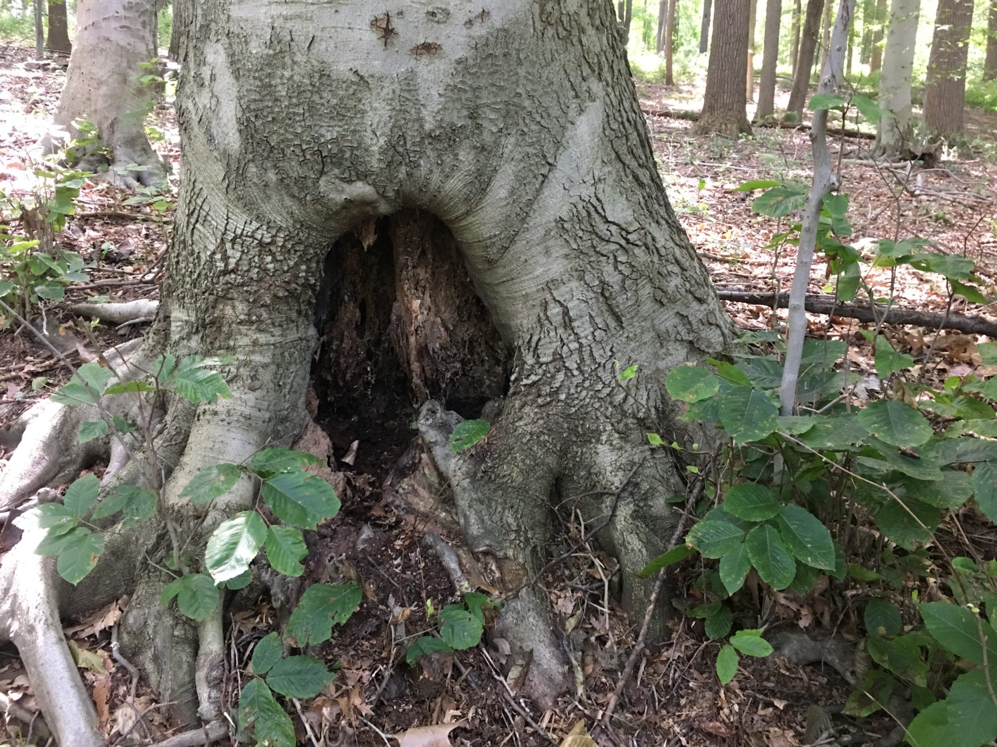 Hollow Tree at Brandywine Creek State Park