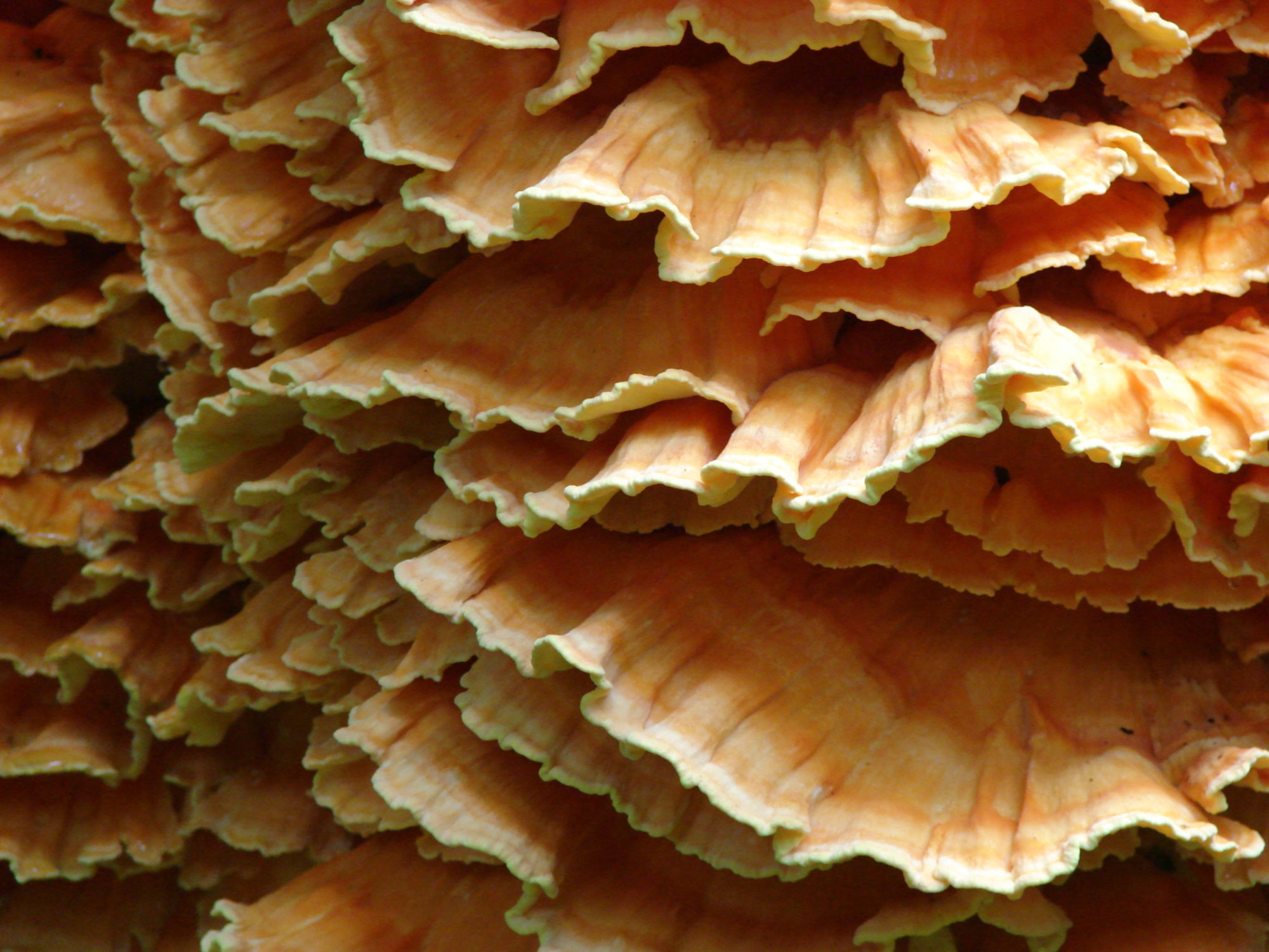 Mushrooms, Brandywine Creek State Park