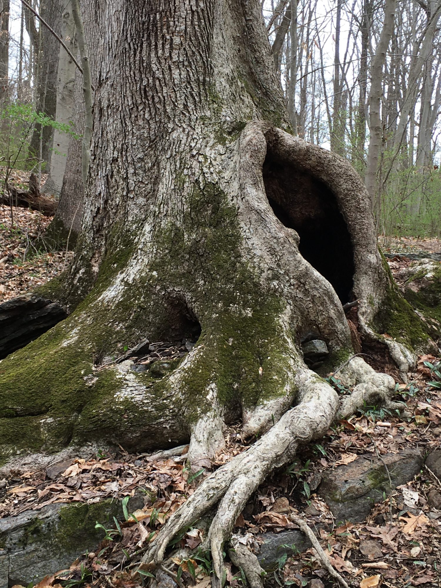 Woodlawn Trustees Preserve, Cool Tree