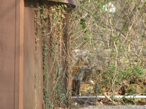Foxes in our Back Yard