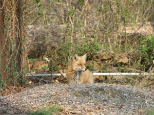 Foxes in our Back Yard
