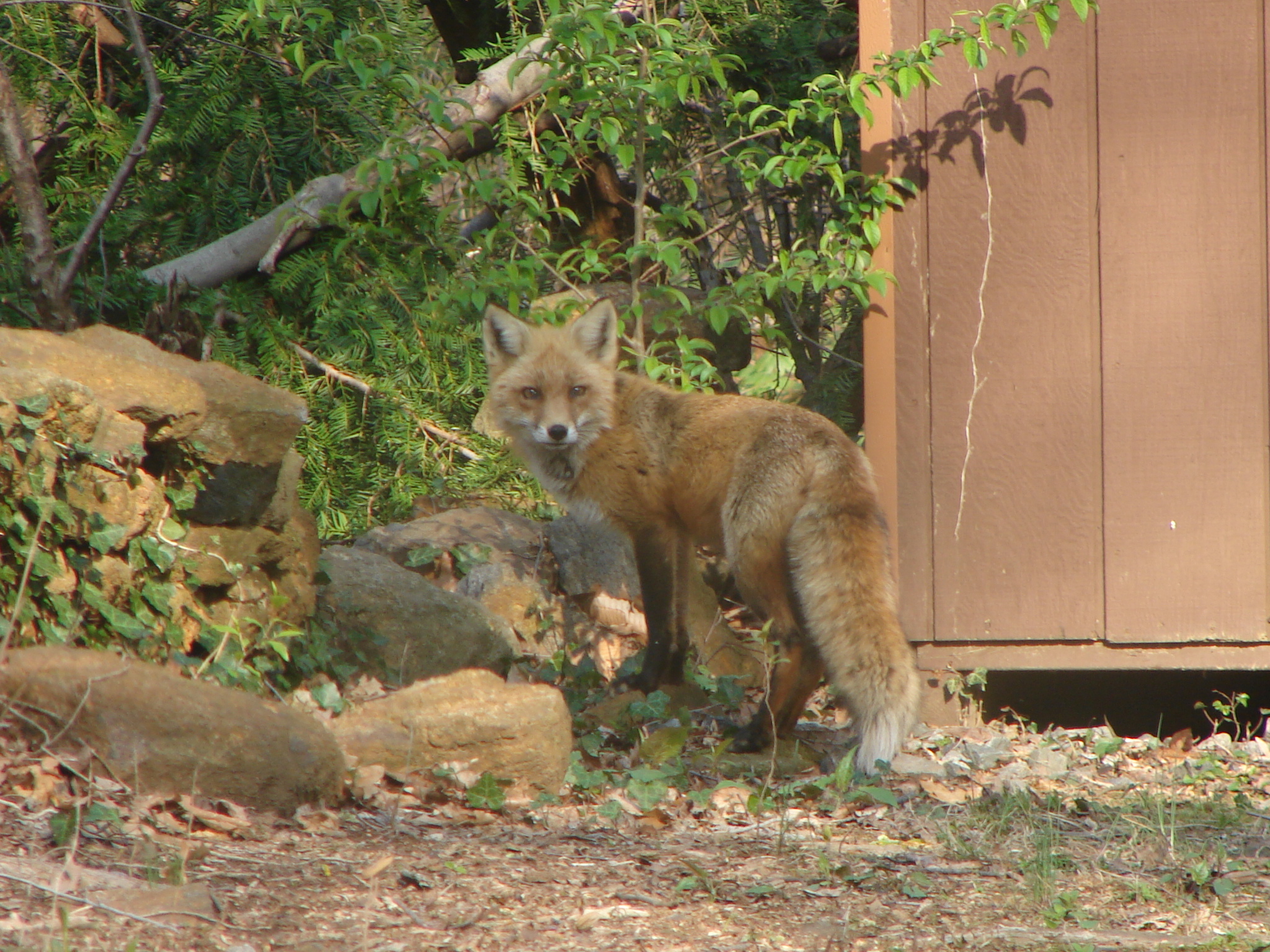 Foxes in our Back Yard