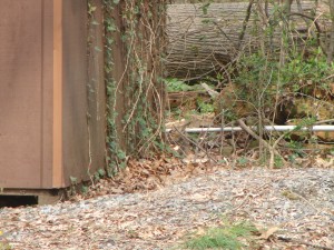 Foxes in our Back Yard
