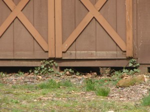 Foxes in our Back Yard