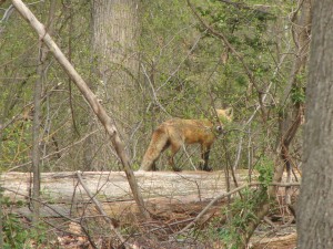 Foxes in our Back Yard