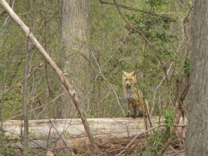 Foxes in our Back Yard