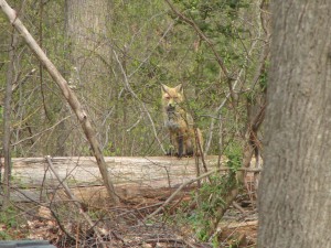 Foxes in our Back Yard