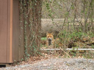 Foxes in our Back Yard