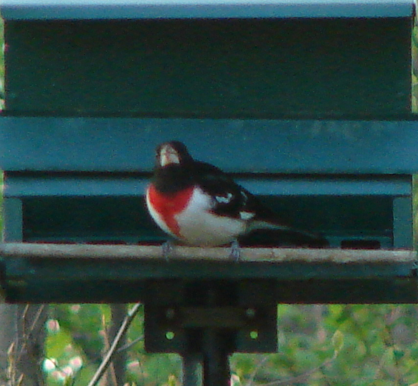 2014-05-03-Rose Breasted Grosbeak Bird on Feeder 1