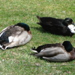 2015-04-11 Ducks at Spring Creek, Bellefonte