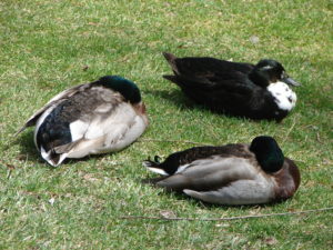 2015-04-11 Ducks at Spring Creek, Bellefonte