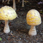 American Eastern Yellow Fly Agaric / Amanita muscaria var. guessowii