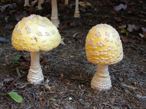 American Eastern Yellow Fly Agaric / Amanita muscaria var. guessowii