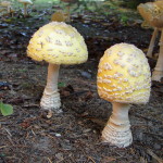 American Eastern Yellow Fly Agaric / Amanita muscaria var. guessowii