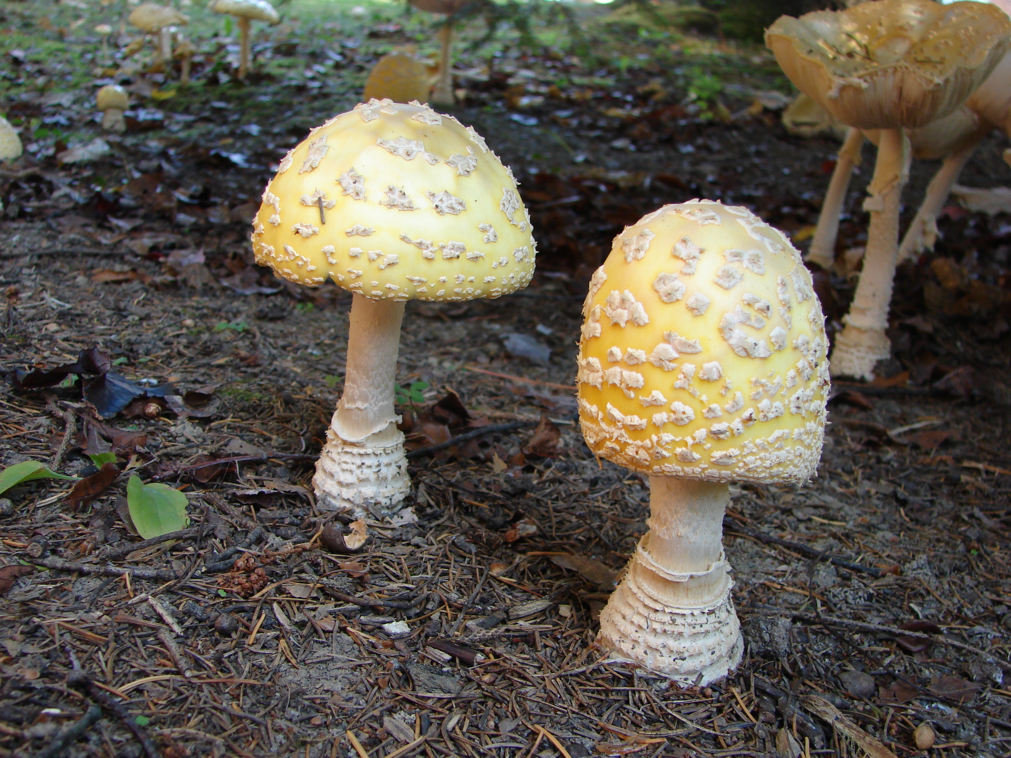 American Eastern Yellow Fly Agaric / Amanita muscaria var. guessowii