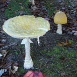 American Eastern Yellow Fly Agaric / Amanita muscaria var. guessowii