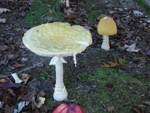 American Eastern Yellow Fly Agaric / Amanita muscaria var. guessowii