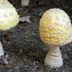 American Eastern Yellow Fly Agaric / Amanita muscaria var. guessowii