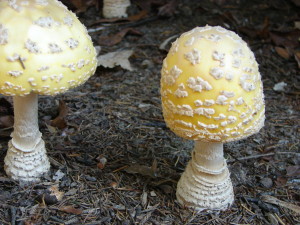 American Eastern Yellow Fly Agaric / Amanita muscaria var. guessowii