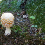 American Eastern Yellow Fly Agaric / Amanita muscaria var. guessowii