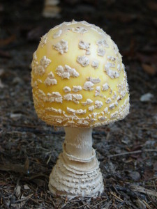 American Eastern Yellow Fly Agaric / Amanita muscaria var. guessowii