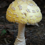 American Eastern Yellow Fly Agaric / Amanita muscaria var. guessowii