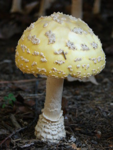American Eastern Yellow Fly Agaric / Amanita muscaria var. guessowii