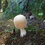 American Eastern Yellow Fly Agaric / Amanita muscaria var. guessowii