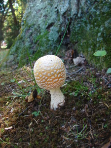 American Eastern Yellow Fly Agaric / Amanita muscaria var. guessowii