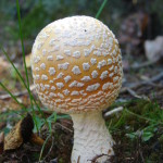 American Eastern Yellow Fly Agaric / Amanita muscaria var. guessowii