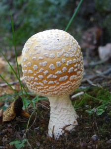 American Eastern Yellow Fly Agaric / Amanita muscaria var. guessowii