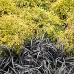 Black Mondo Grass with Chamaecyparis