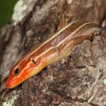 Broad-headed Skink - Plestiodon laticeps, Sugarloaf Mountain, Dickerson, Maryland