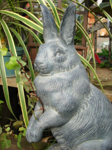Bunny