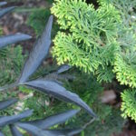 Chamaecyparis obtusa 'Nana Lutea' against Sambucus nigra 'Eva' Black Lace