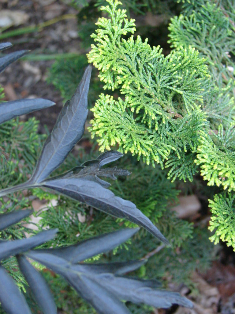 Chamaecyparis obtusa 'Nana Lutea' against Sambucus nigra 'Eva' Black Lace