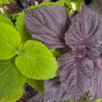 Coleus