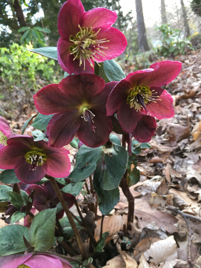 Late April Flowers and Foliage