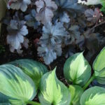 Hosta and Heuchera