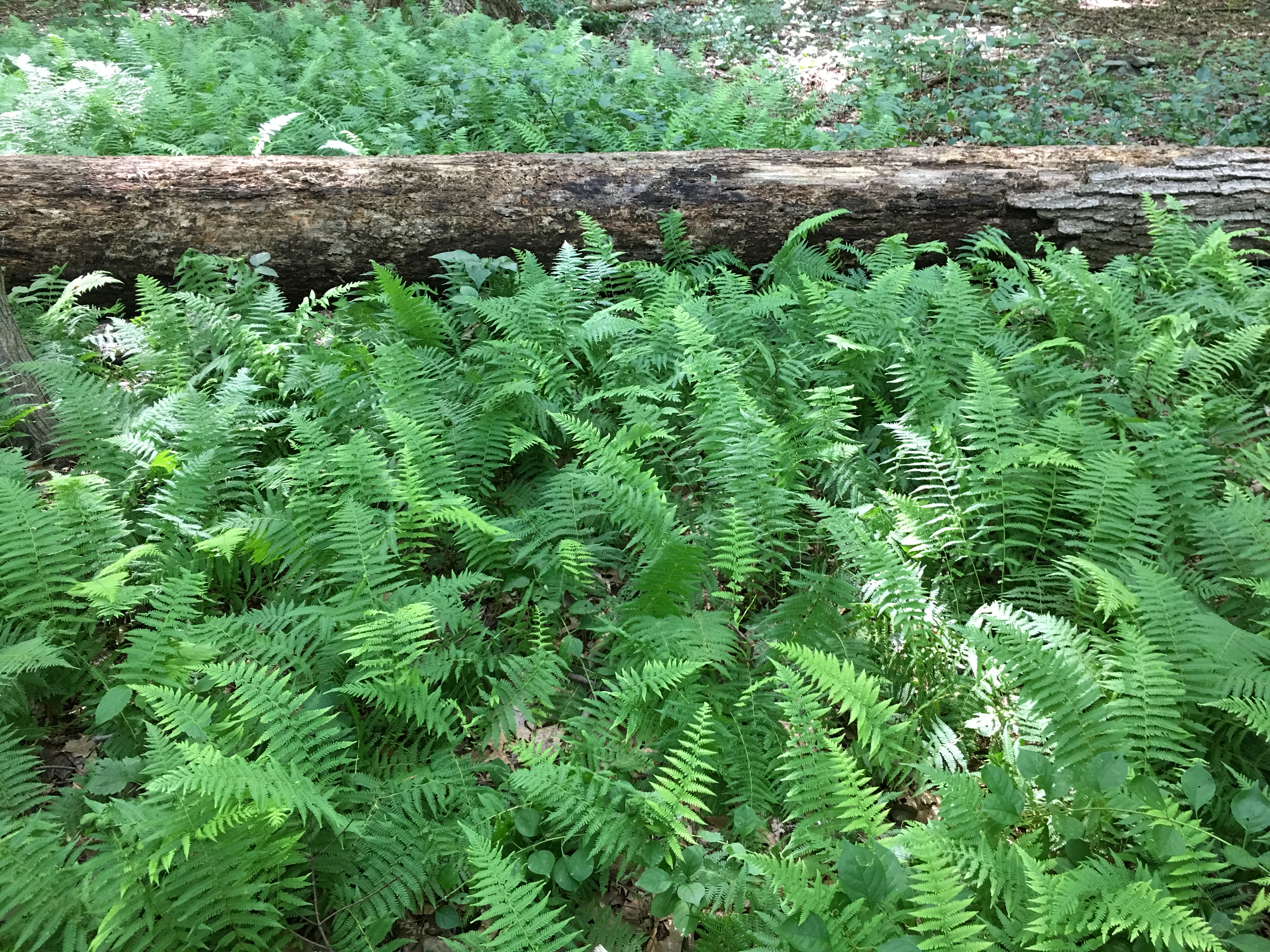 Ferns and a Log at Brandywine Creek State Park