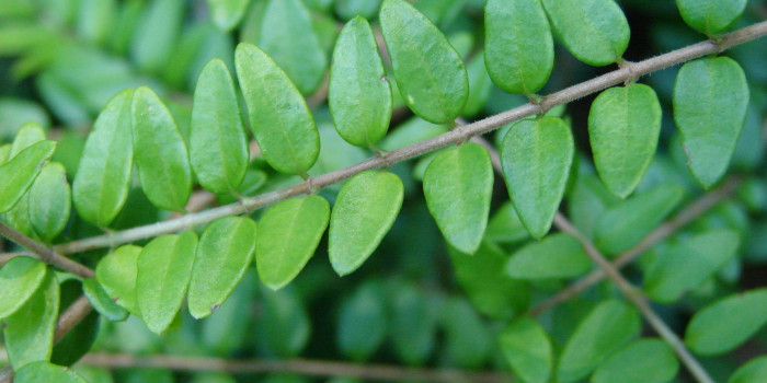 Lonicera nitida 'Twiggy', leaves