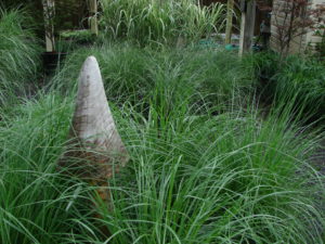 Mushroom in Grass