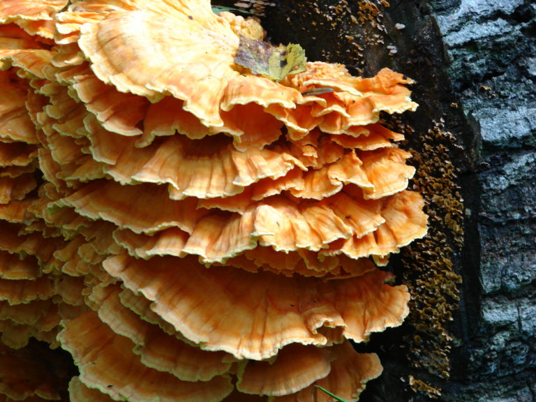 Chicken of the Woods (Laetiporus sulphureus)