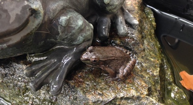 Northern Green Frog (Rana clamitans melatona)