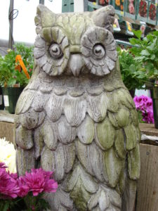 Owl