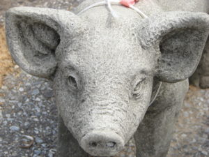 Pig