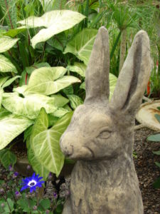 Rabbit