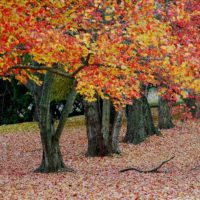 Fall Trees in Red and Yellow, copyright Margaret Walker
