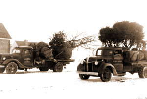 Styers, Moving a Tree